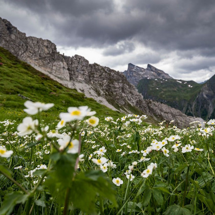 Bergblumen
