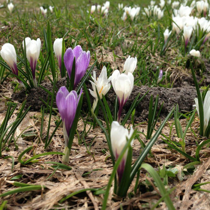 Krokusse in Tux Finkenberg