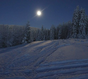 Mond Christbäume in Tux Finkenberg