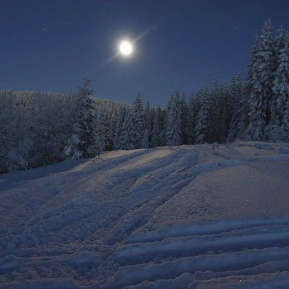 Mondchristbäume in Tux Finkenberg