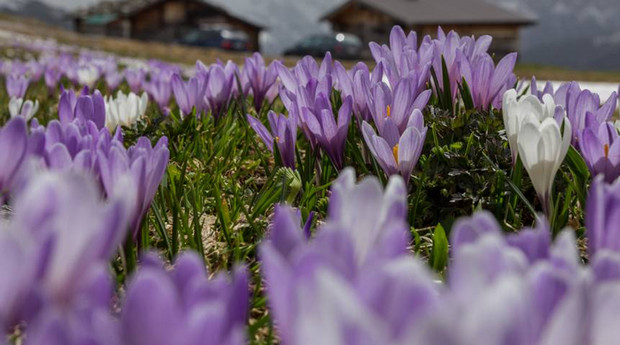 Krokusse in Tux Finkenberg