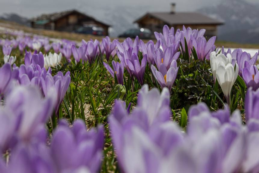 Krokusse in Tux Finkenberg