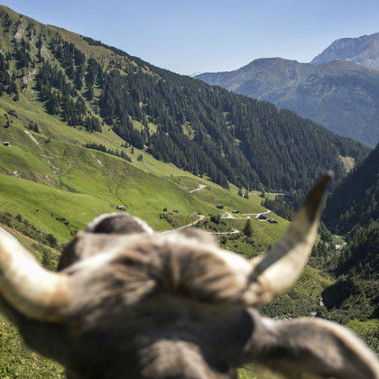 © Maren Krings 2016