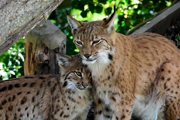 Alpenzoo Innsbruck