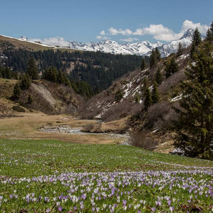 Frühjahrsspaziergang durch die Krokus-Wiese